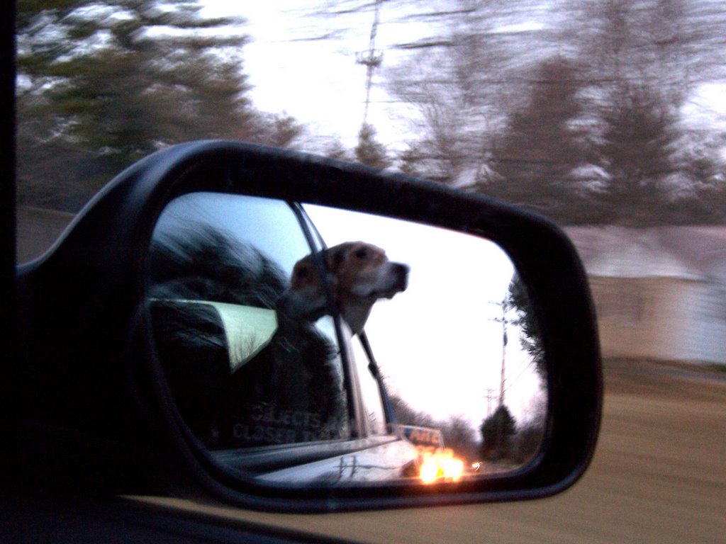 dog out of window